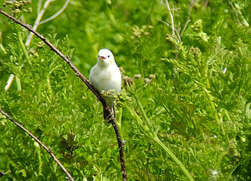 Leucistic Sedge Warbler